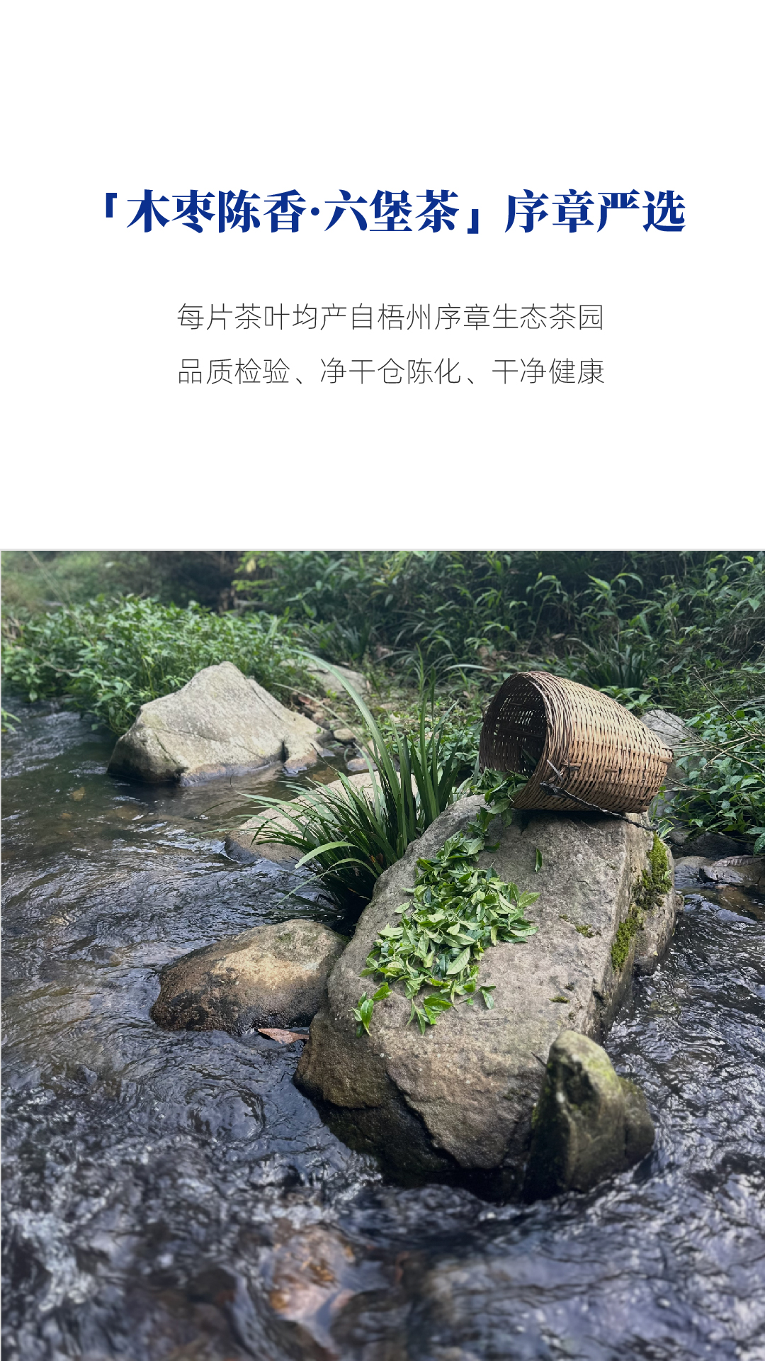 木枣2025款_画板 1 副本 3.jpg